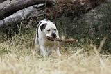 BOULEDOGUE AMERICAIN 083